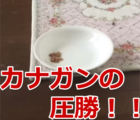 カナガン悪評猫