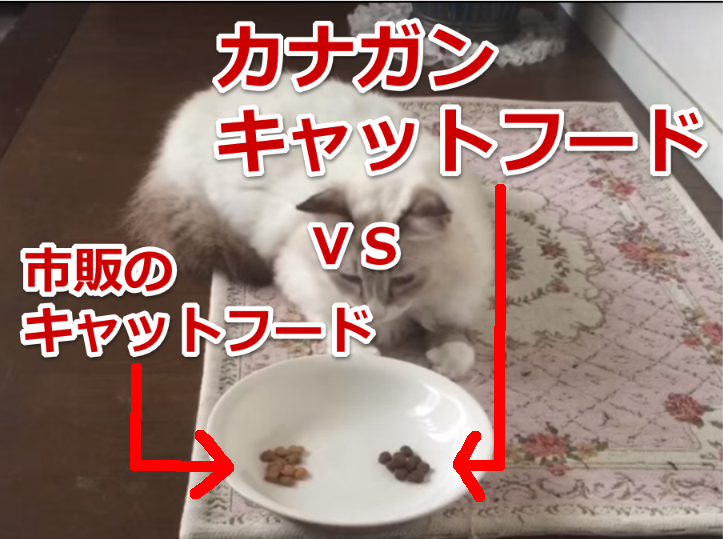 カナガン悪評猫