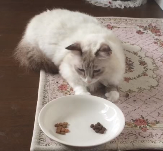 カナガン悪評猫