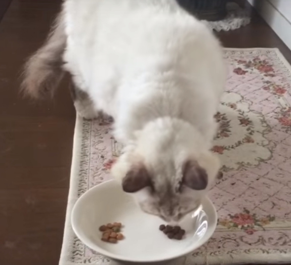 カナガン悪評猫