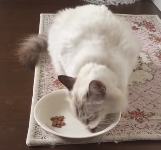 カナガン悪評猫