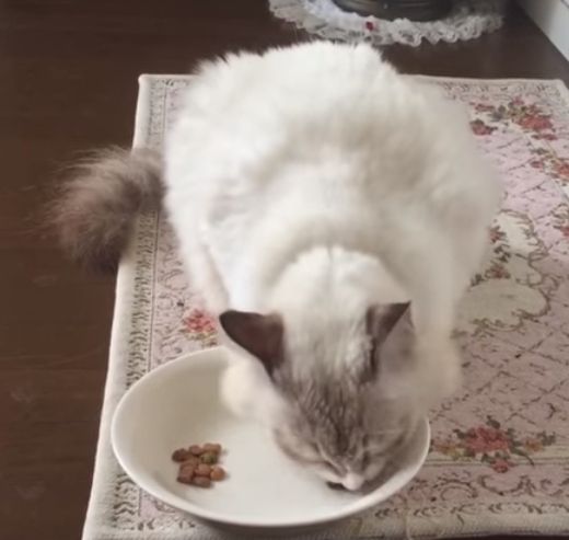 カナガン悪評猫