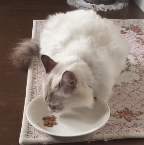 カナガン悪評猫