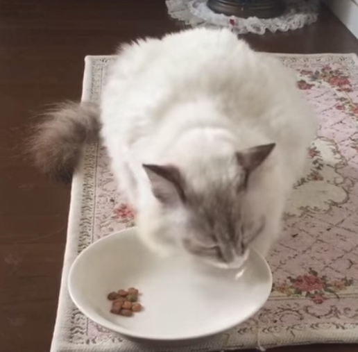 カナガン悪評猫