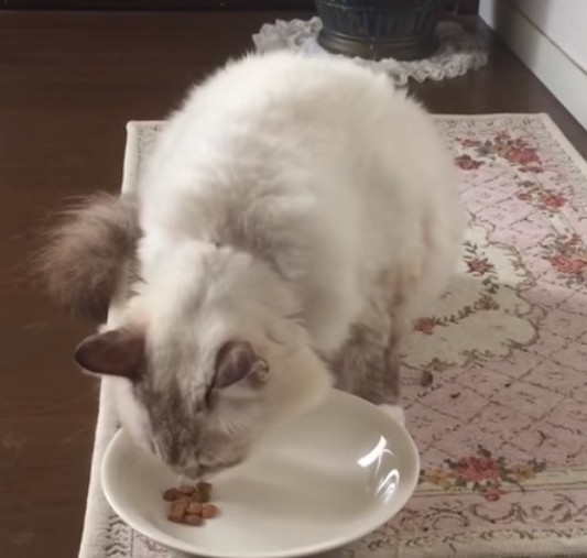 カナガン悪評猫