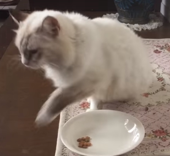 カナガン悪評猫