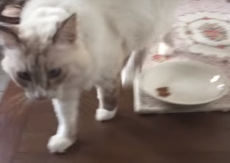 カナガン悪評猫