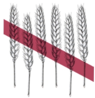 グレインフリー